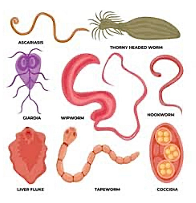 HEAVY METAL & PARASITE DETOX BUNDLE